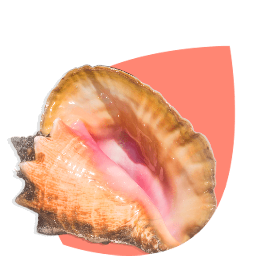 WWD-Queen-Conch